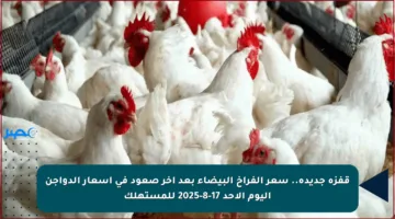 قفزة جديدة.. سعر الفراخ البيضاء بعد آخر صعود في أسعار الدواجن اليوم الأحد 17-8-2025 للمستهلك